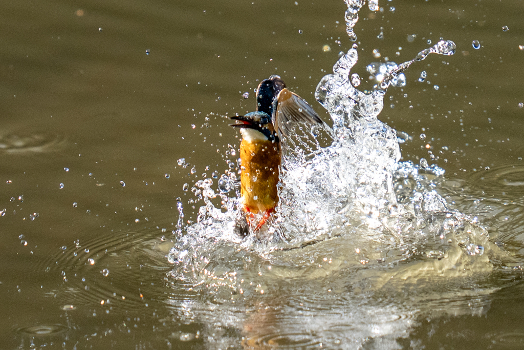 昨日のカワセミ