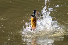 昨日のカワセミ