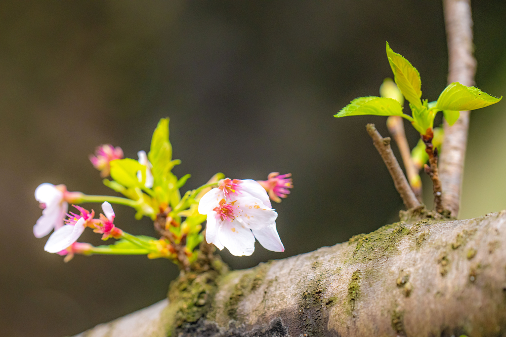 今日の桜
