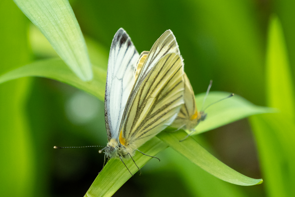 スジグロシロチョウ