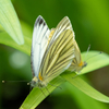 スジグロシロチョウ