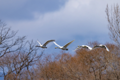 コハクチョウ飛翔