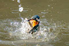 今日のカワセミ