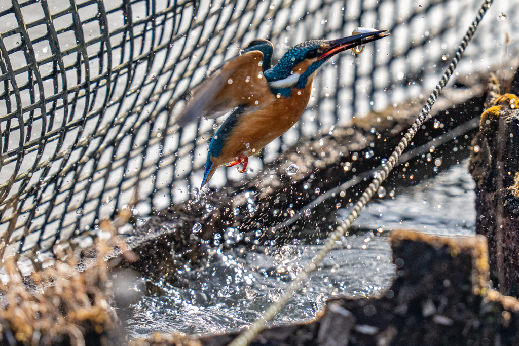 生簀ダブルの瞬間