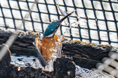 生簀ダブルの瞬間