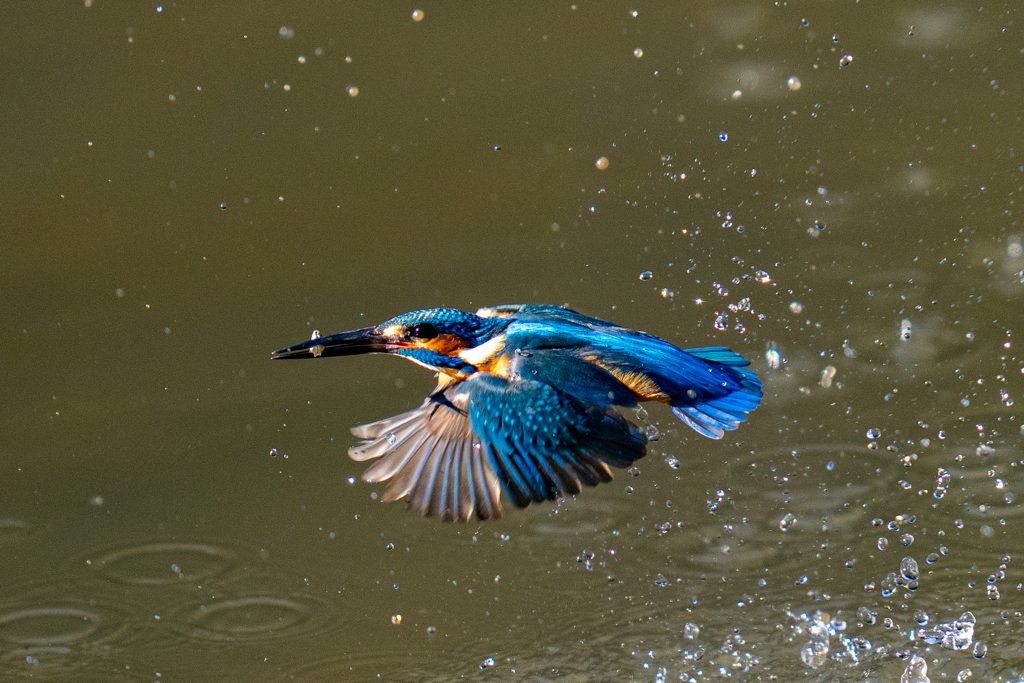 今日のカワセミ・肆ノ型