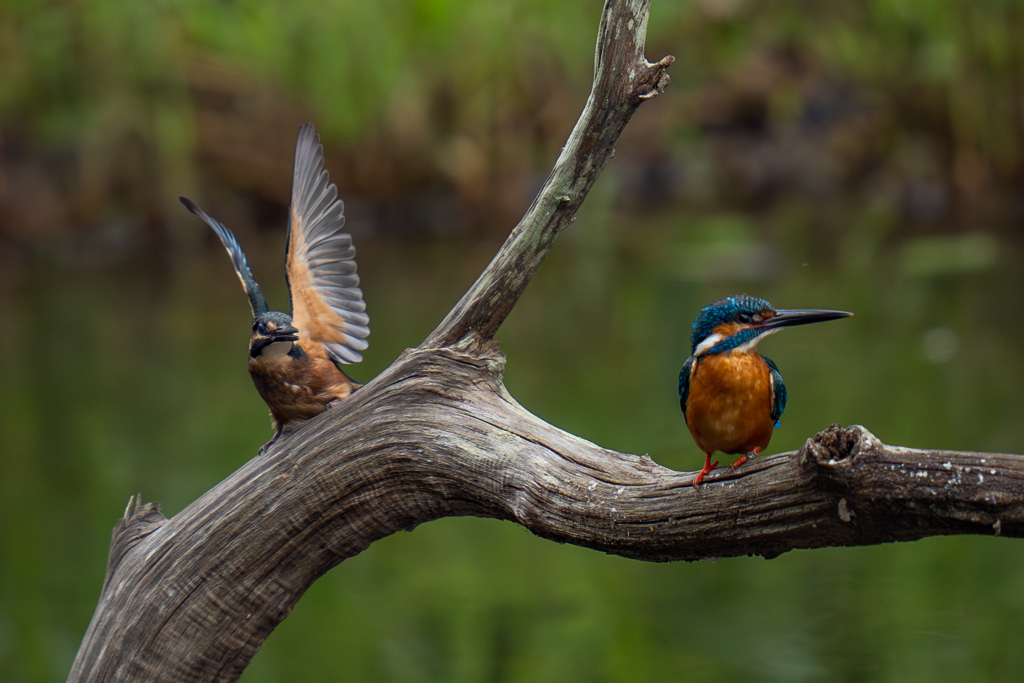 カワセミの生活
