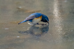 スケーティング