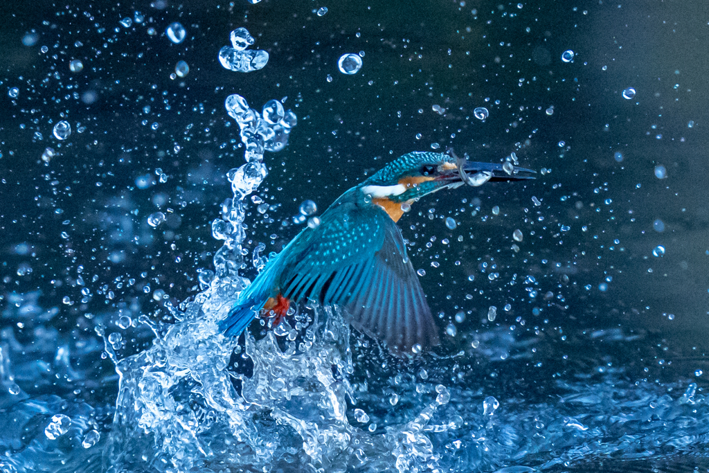 今日のカワセミ　日没