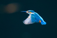 夕日のホバ・参ノ型