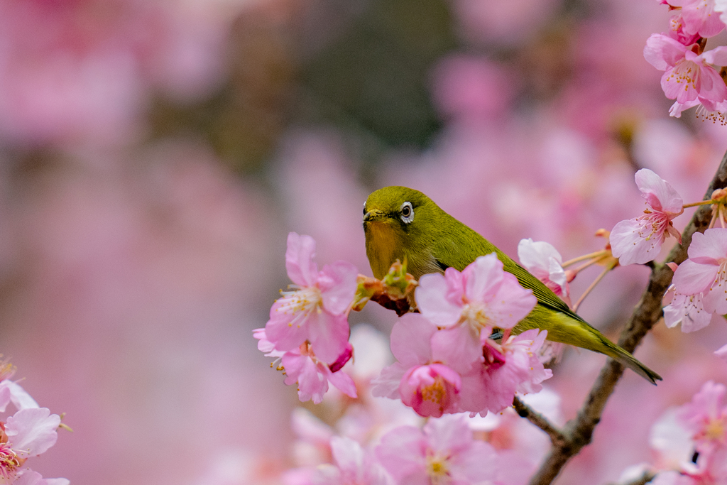 春の寒桜