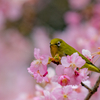 春の寒桜