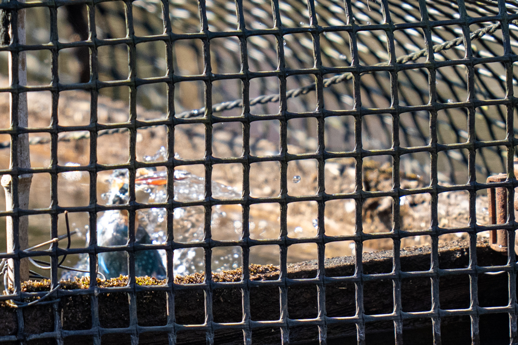 塀の中のカワセミ