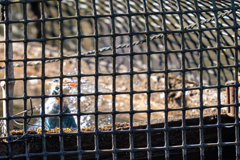 塀の中のカワセミ