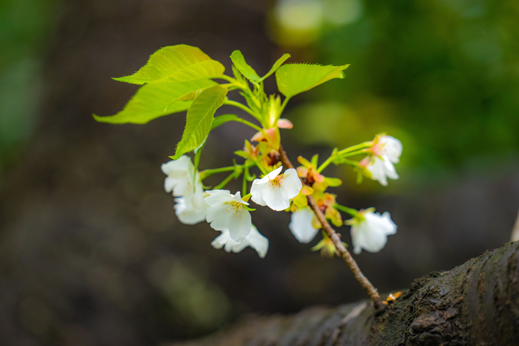 今日の桜