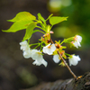 今日の桜