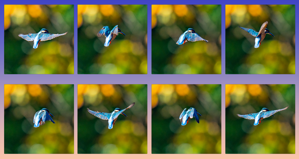 晩秋・紅葉ホバ