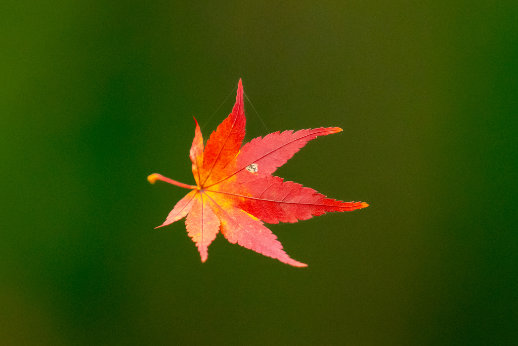 晩秋三景・蜘蛛の糸　深緑