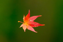 晩秋三景・蜘蛛の糸　深緑
