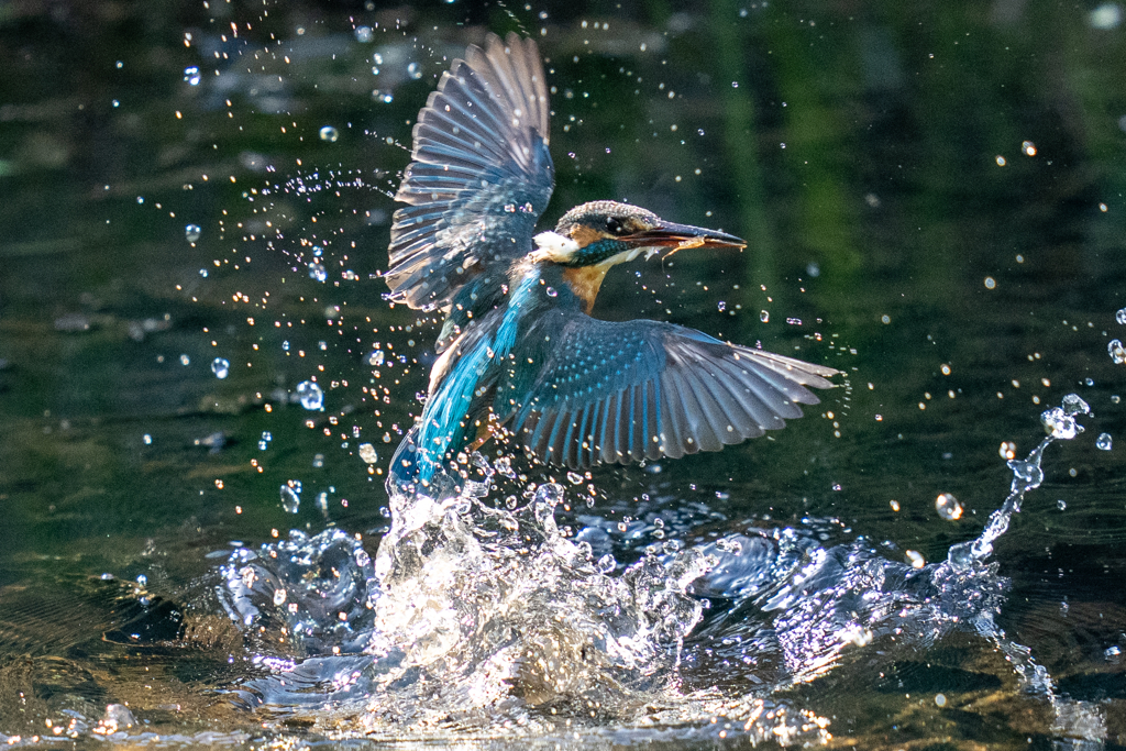 今日のカワセミ