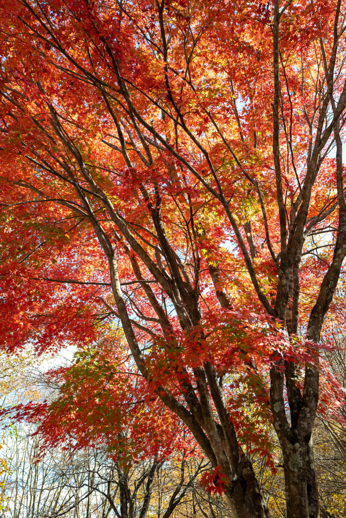 今日の紅葉