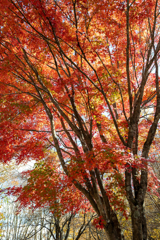 今日の紅葉