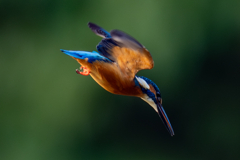 スポットライト