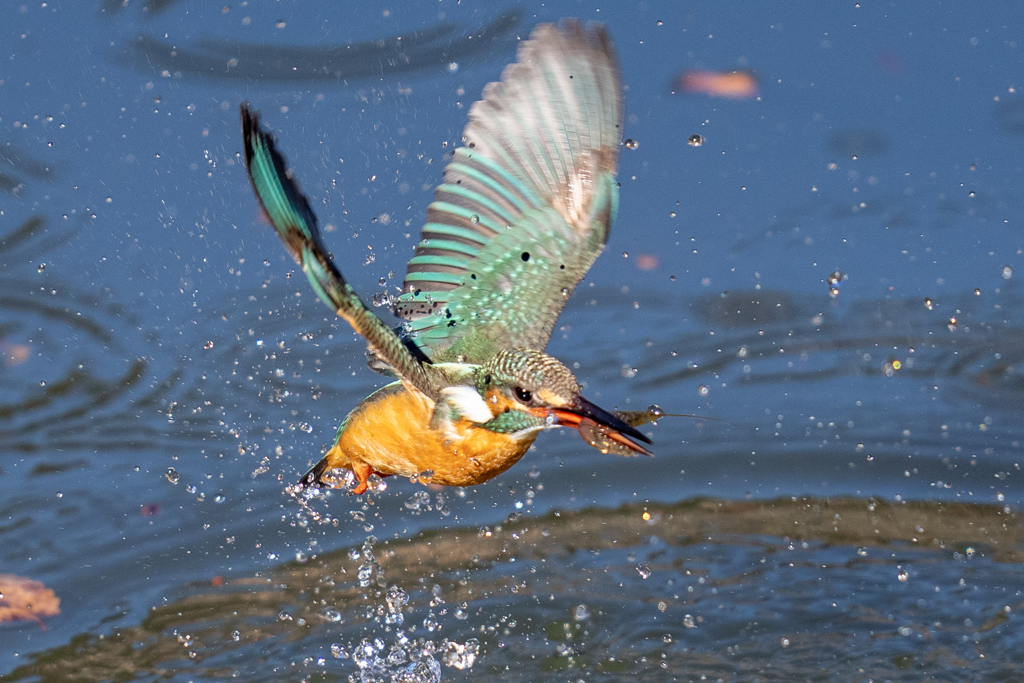 今日のカワセミ