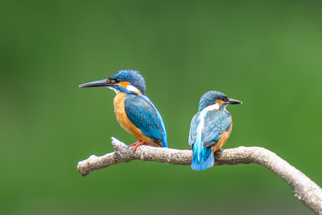 カワセミの生活
