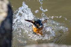 リラックス水浴び