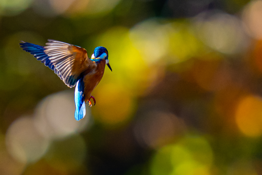 今日の紅葉ホバ・参ノ型