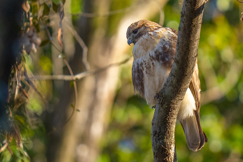 猛禽がサンタクロース