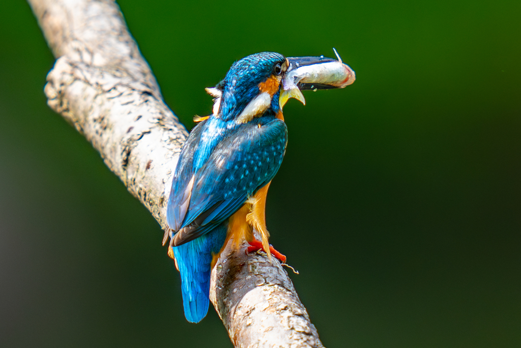 カワセミの生活