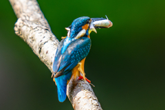 カワセミの生活