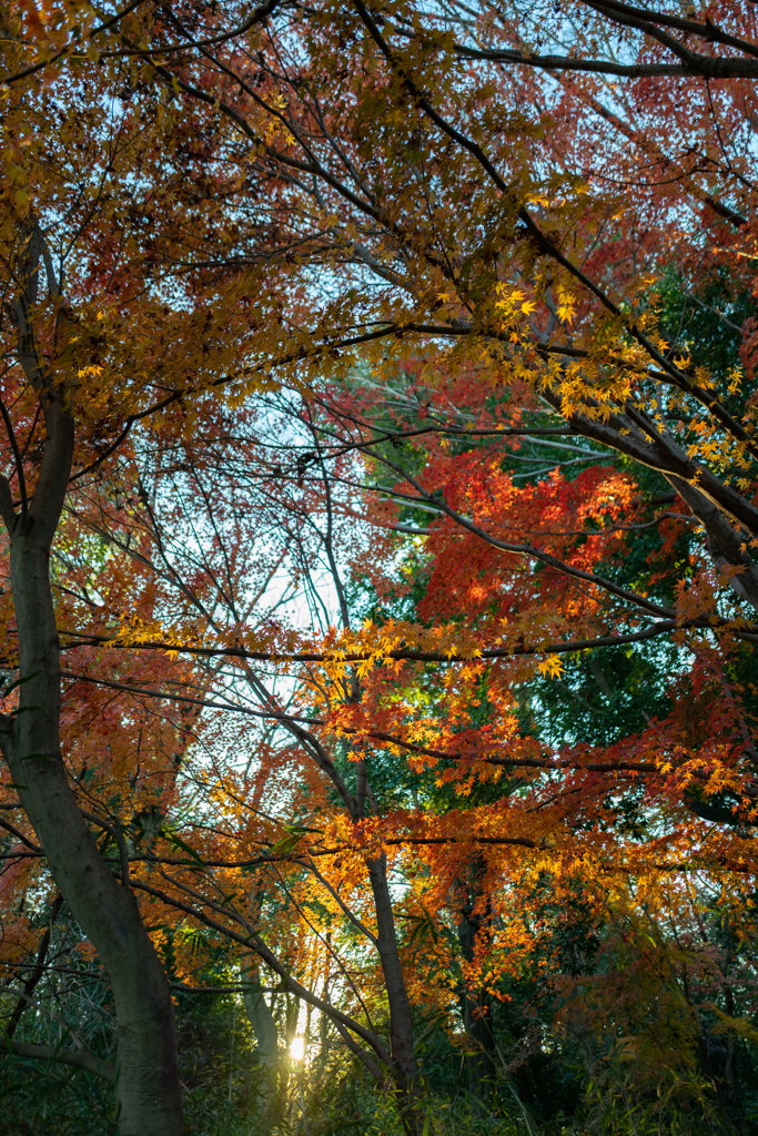 紅葉クリスマス