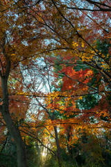 紅葉クリスマス