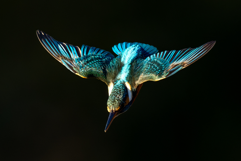 イヴのカワセミ