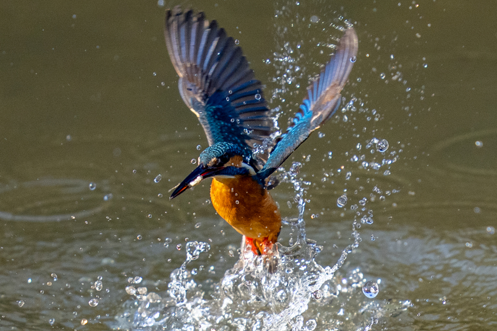 松ノ内カワセミ