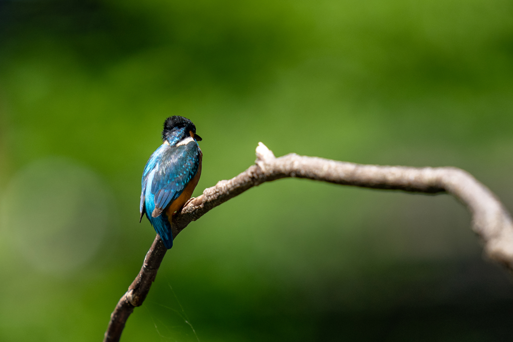 ゴールデンウィークのカワセミ