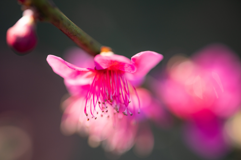 野草の時間