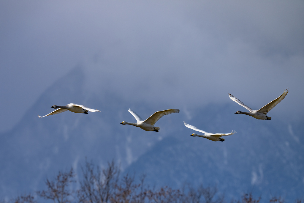 コハクチョウ飛翔