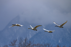 コハクチョウ飛翔