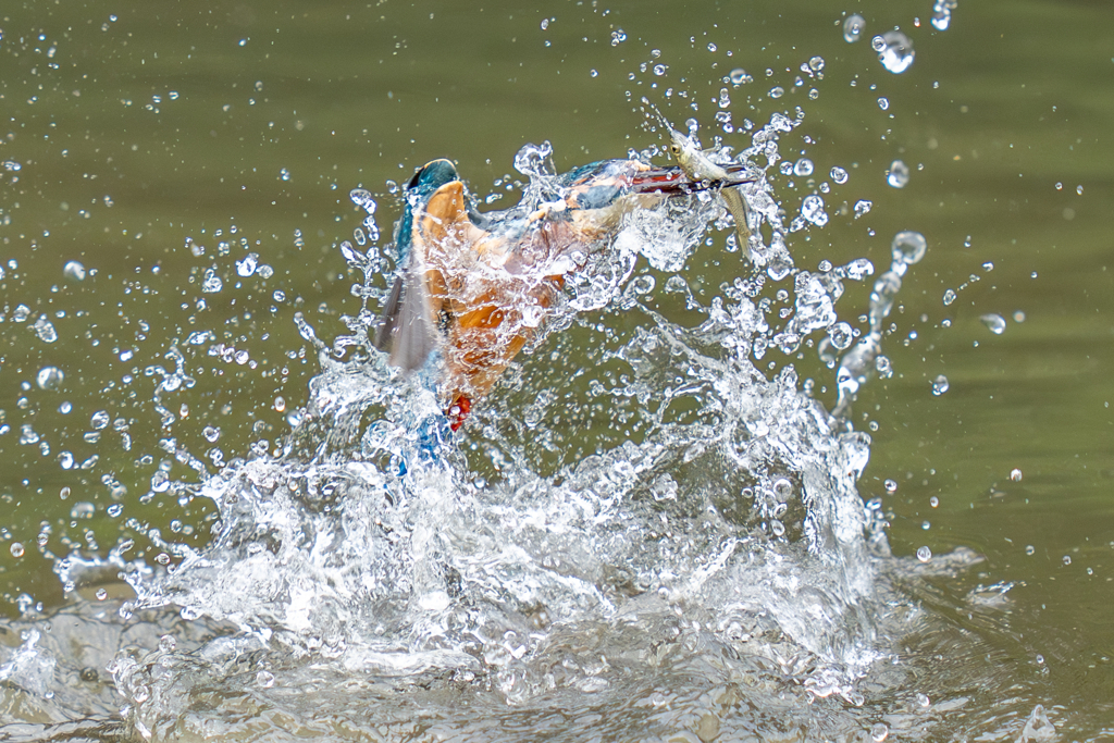 今日のカワセミ