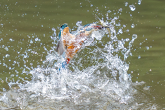 今日のカワセミ