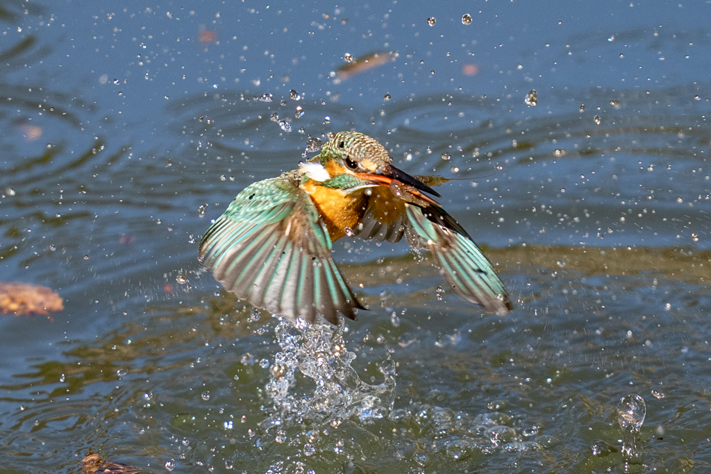 今日のカワセミ