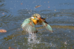 今日のカワセミ