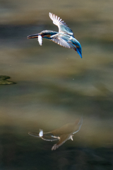 リフレクション