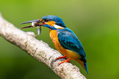 カワセミの生活