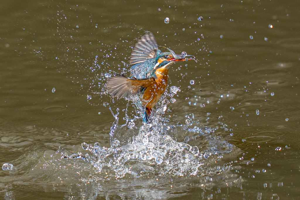 今日のカワセミ