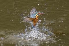 今日のカワセミ